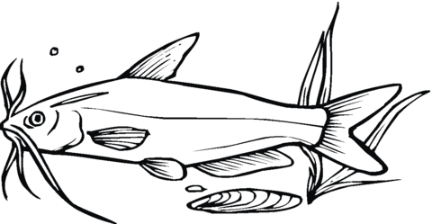 catfish clipart coloring page