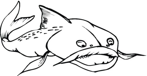 catfish clipart coloring page