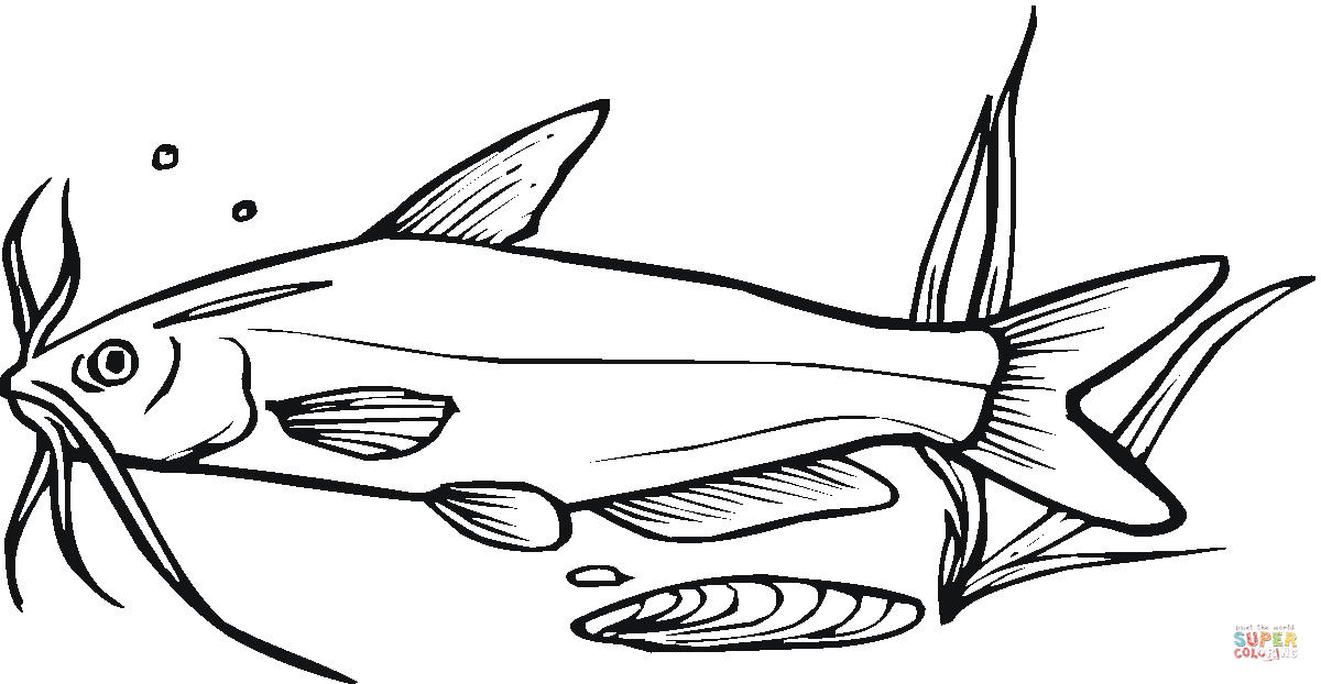 catfish clipart draw