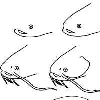 catfish clipart draw
