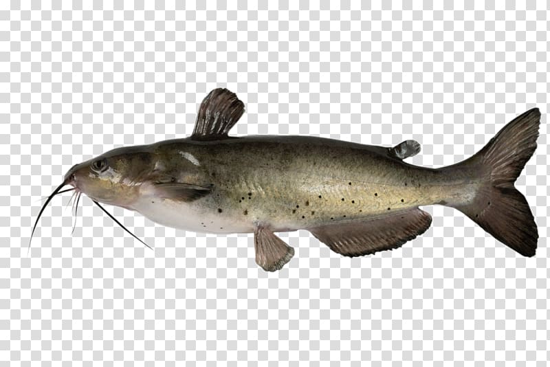 catfish clipart game fish