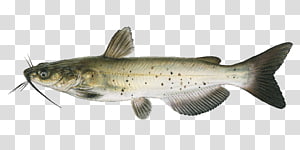 Aquaculture of transparent background. Catfish clipart game fish
