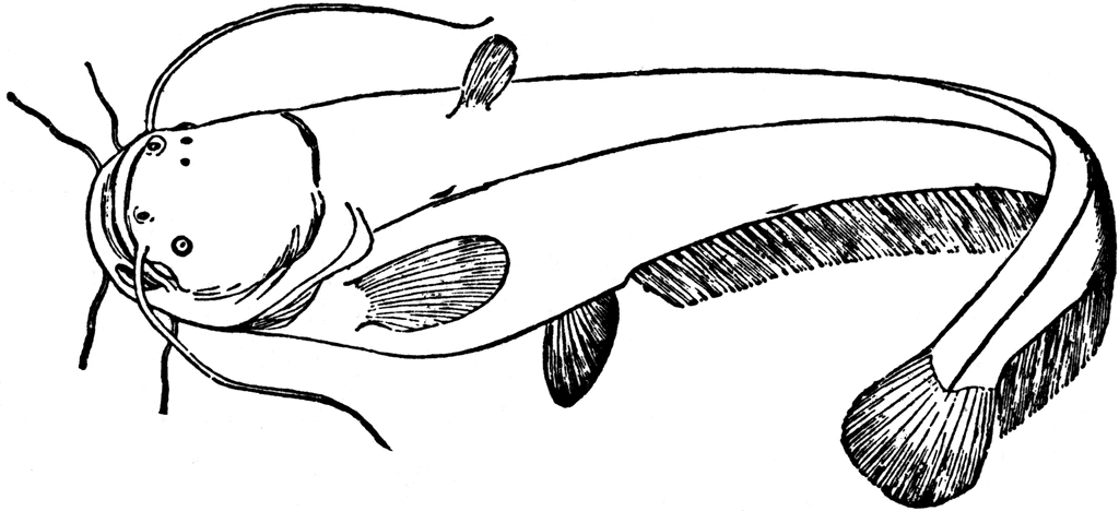 Catfish Clipart Outline 1 