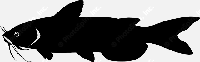 Catfish silhouette