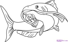 catfish clipart sketch