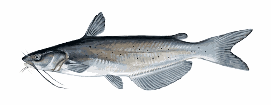 catfish clipart transparent