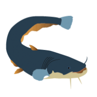 catfish clipart vector