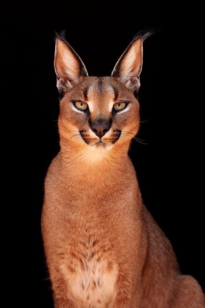  best images on. Cats clipart caracal