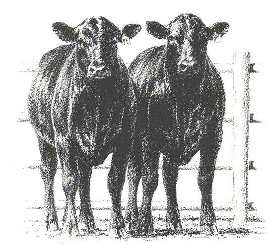 cattle clipart angus cattle