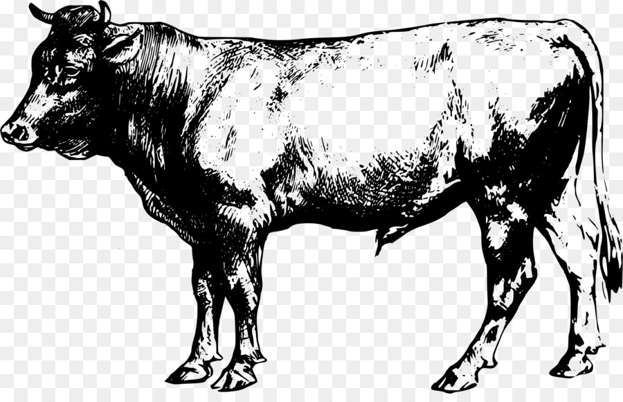 clipart cow bull