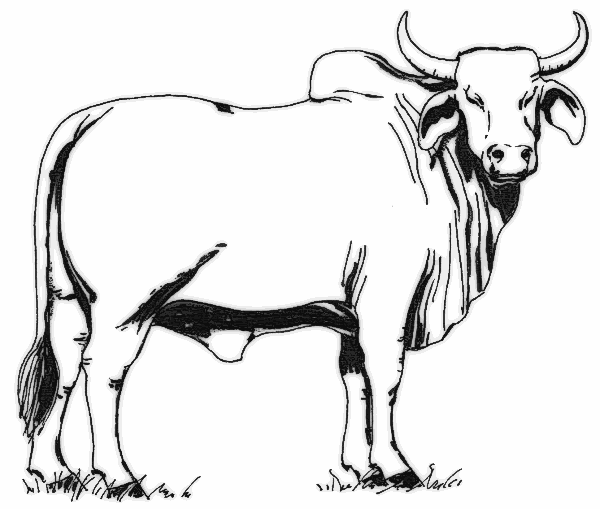 Cattle clipart black and white. Gallery for free cow