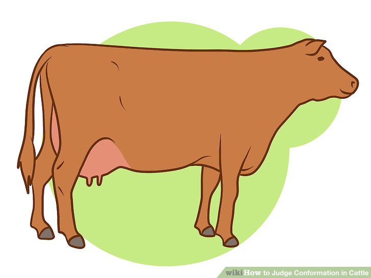 cows clipart body