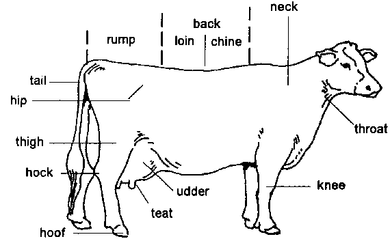 Basic husbandry practices and. Cattle clipart body