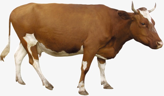 cattle clipart brown cow