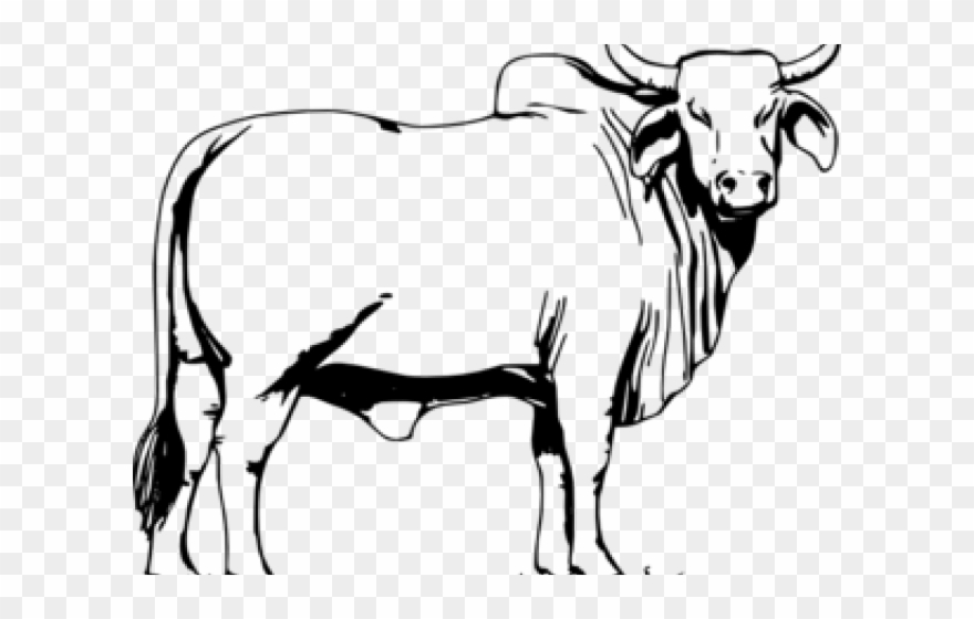 Lembu black and white. Cattle clipart bull cow