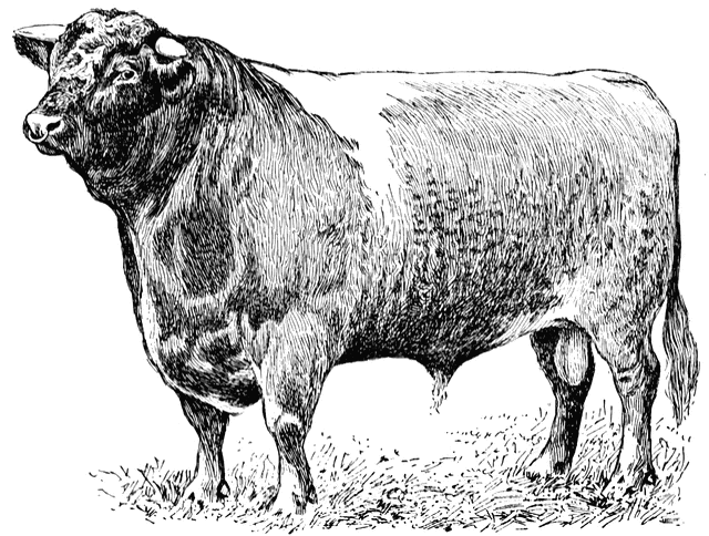 cattle clipart bull cow