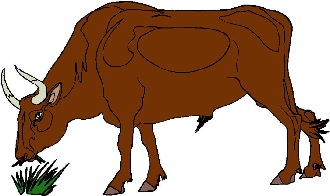 cattle clipart bull cow