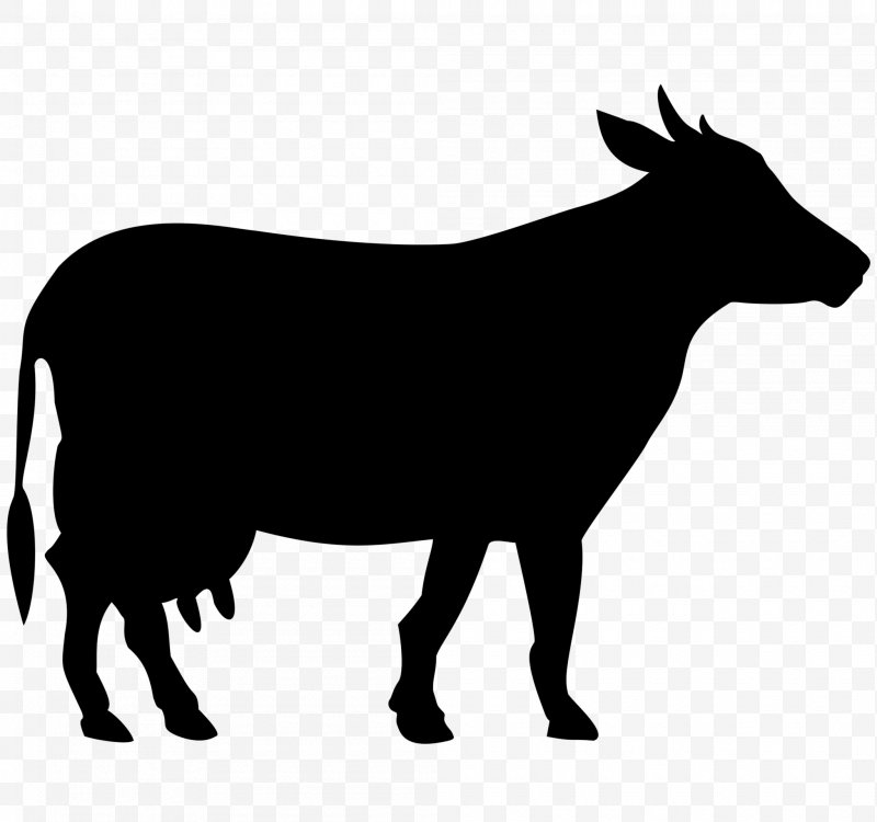 cattle clipart bull cow