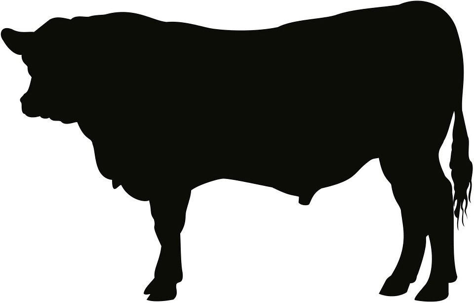 Cattle clipart bull cow. Free image on pixabay