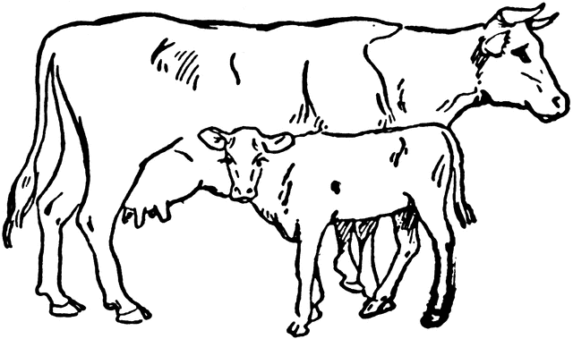 cattle clipart calf