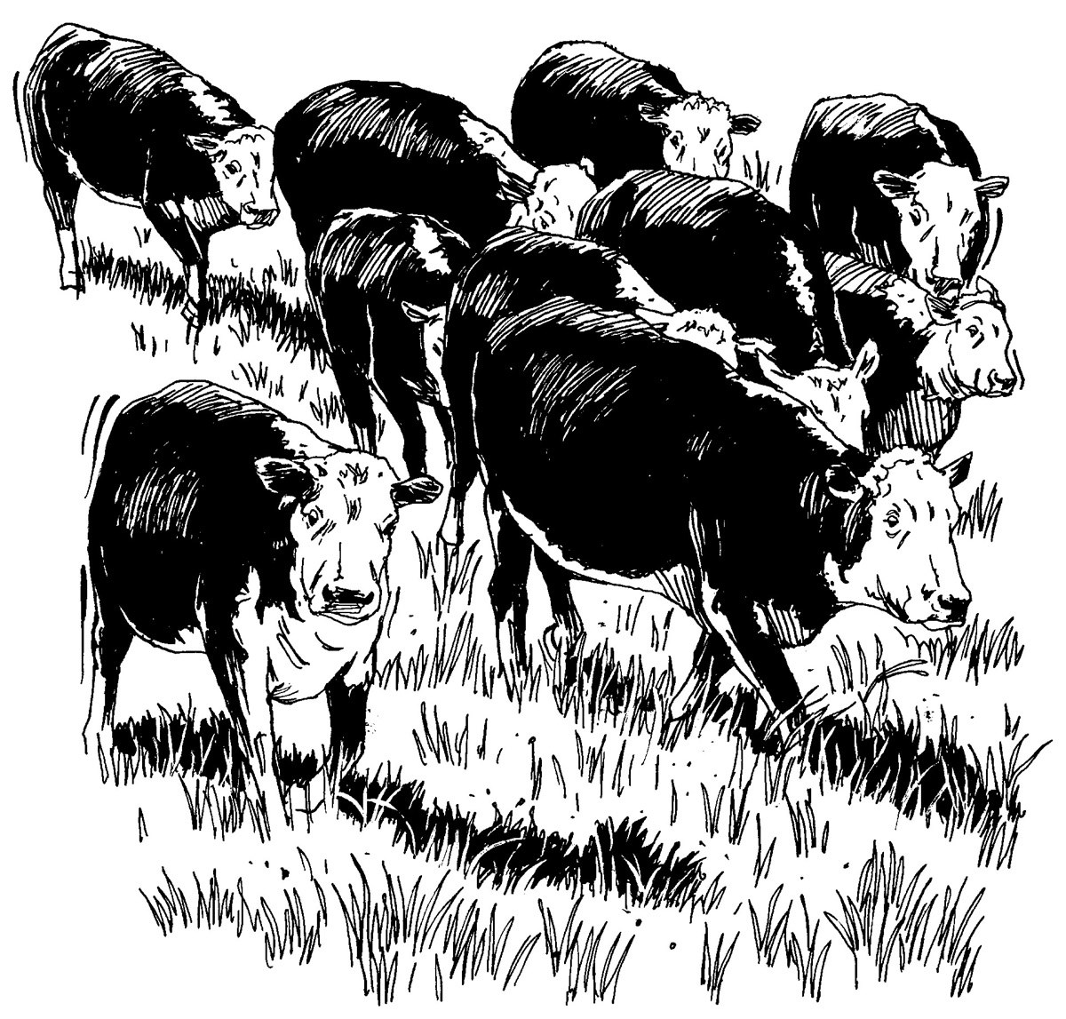 Beef pinart cartoon hungry. Cattle clipart caw