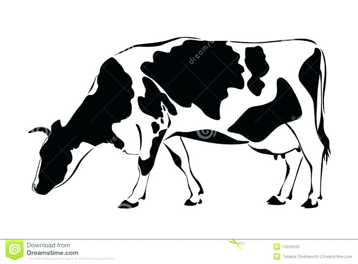 Cattle clipart caw. Eating grass cow coloring