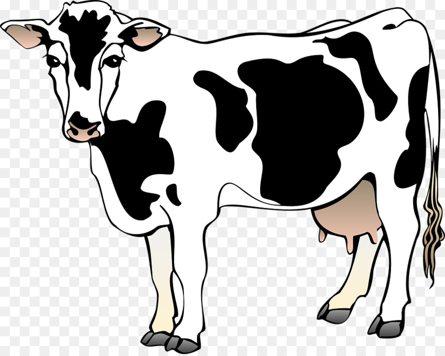 cattle clipart cow drawing