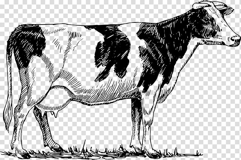 cattle clipart cow drawing