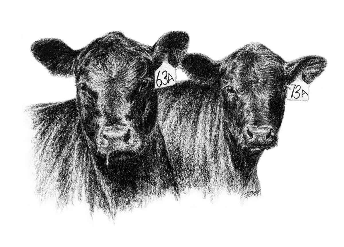Cattle clipart cow drawing. Angus clip art cows