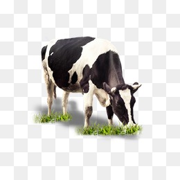 cattle clipart cow grazing