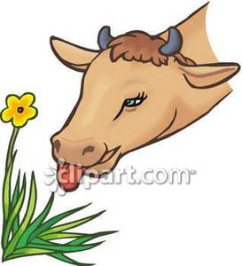cattle clipart cow grazing
