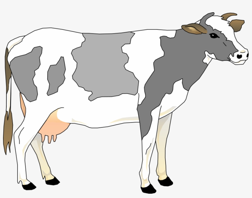 Cows clipart cow indian. Cattle grey and white