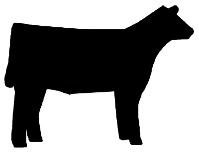 cattle clipart heifer