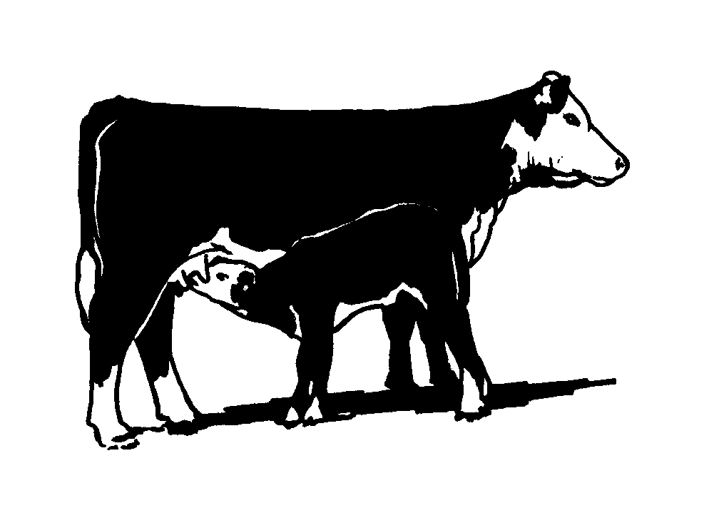 cattle clipart hereford cow