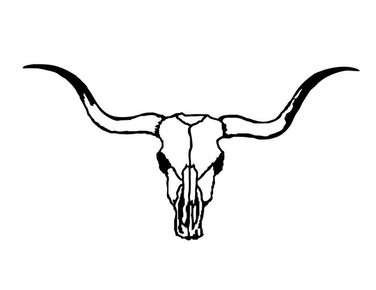 Skull . Cattle clipart longhorn cattle