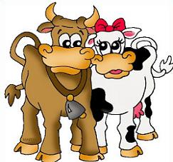 cattle clipart male cow