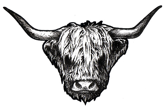 cattle clipart male cow
