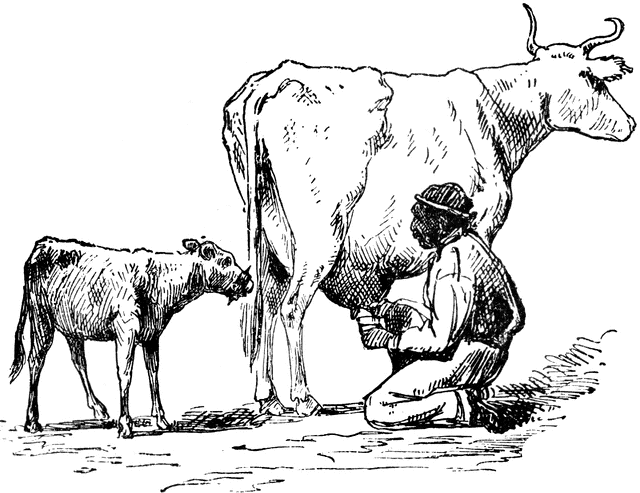 cow clipart cow's milk