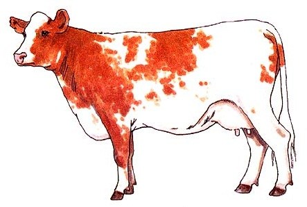 Cattle clipart mother cow. Dairy breeds an illustrated