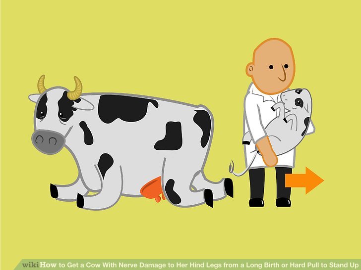 How to get a. Cattle clipart mother cow
