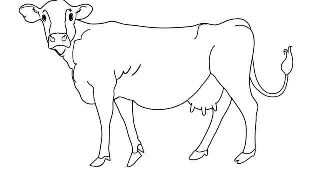 Cattle clipart outline, Cattle outline Transparent FREE for download on