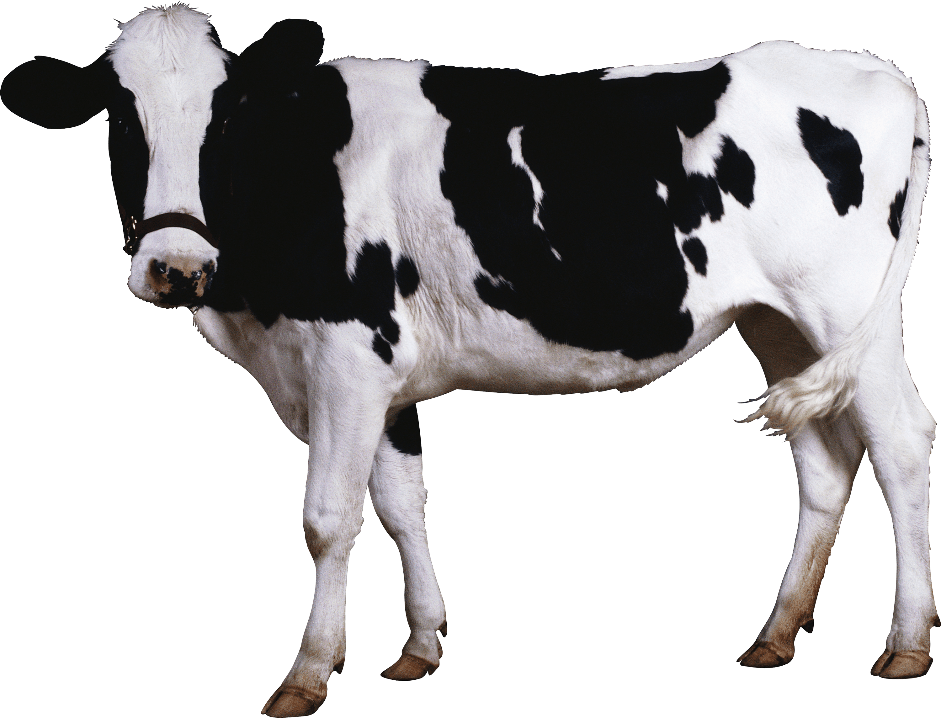Clipart cow transparent background. Png image free cows