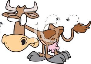 Cattle clipart sick. Cartoon cow with flies