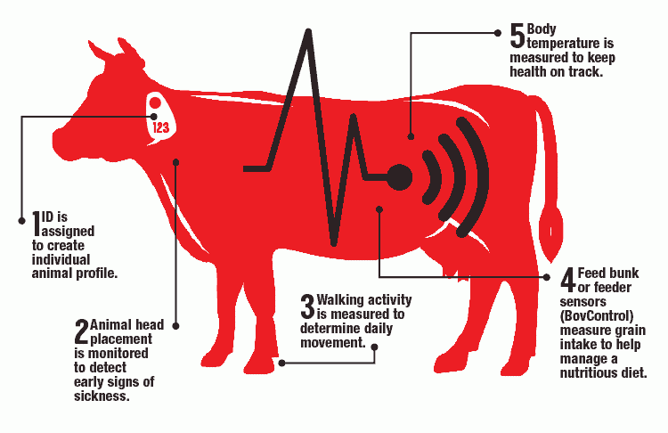 Technology helps health management. Cattle clipart sick