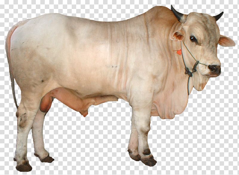 White cow illustration limousin. Cattle clipart simmental