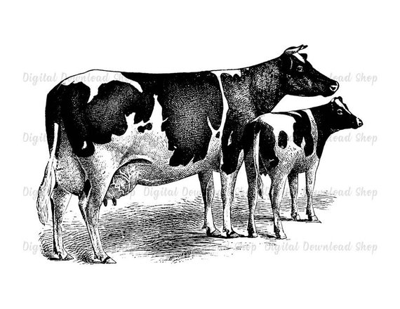 Cattle clipart vintage. Cow and calf printable