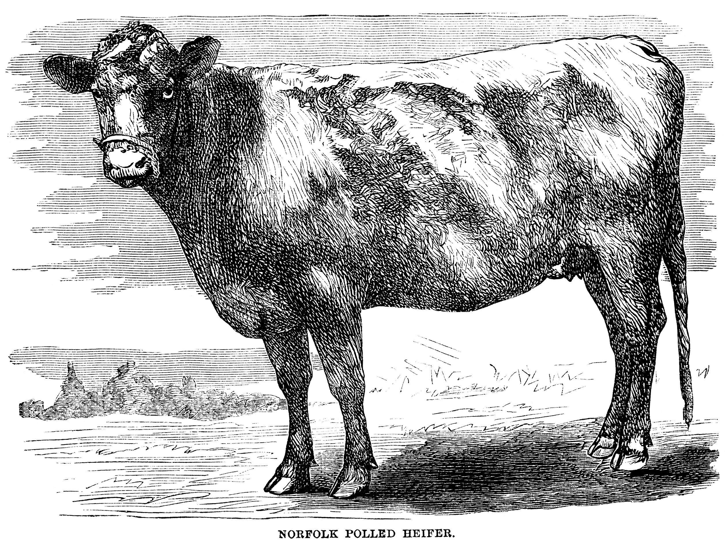 Cow engraving free clip. Cattle clipart vintage