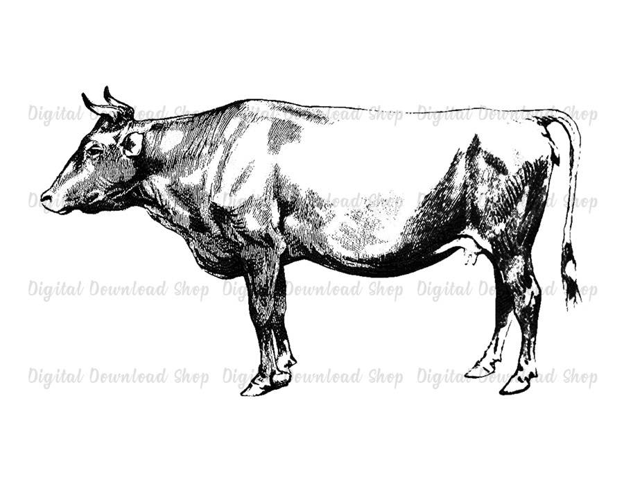 Cow printable wall art. Cattle clipart vintage