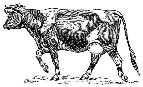 Cattle clipart vintage. Sweet clip art page