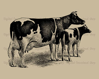 Cattle clipart vintage. Cow calf wall art